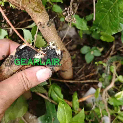 Insect Trial 500w | High Precision Agricultural Laser System image 6
