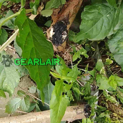 Insect Trial 500w | High Precision Agricultural Laser System image 7