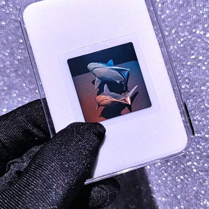 Color Holographic Shark Collectible Card – Double Shark Motion Effect