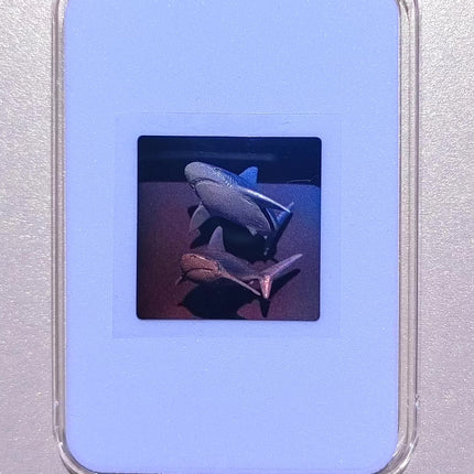 Color Holographic Shark Collectible Card – Double Shark Motion Effect
