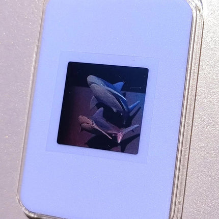 Color Holographic Shark Collectible Card – Double Shark Motion Effect