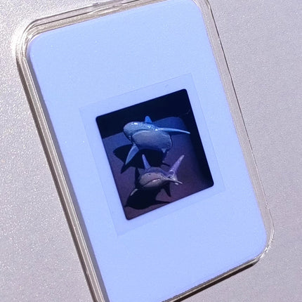 Color Holographic Shark Collectible Card – Double Shark Motion Effect