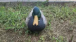 World's Most Realistic RC Duck Boat - 5-Channel with Head Turning & Authentic Quacking Sound - Image 3